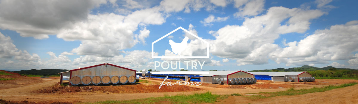 poultry chicken farms for sale